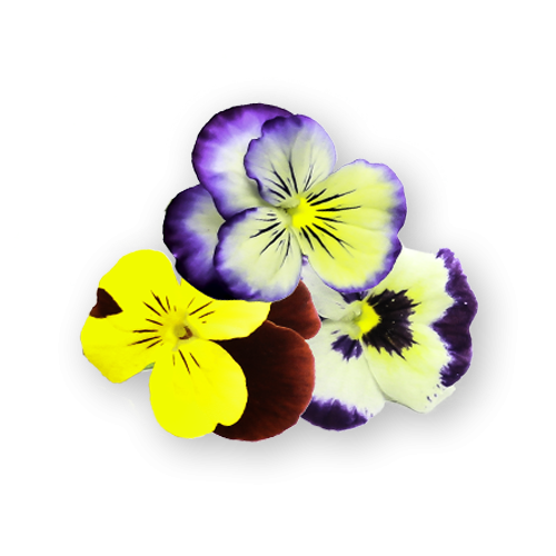 Violas